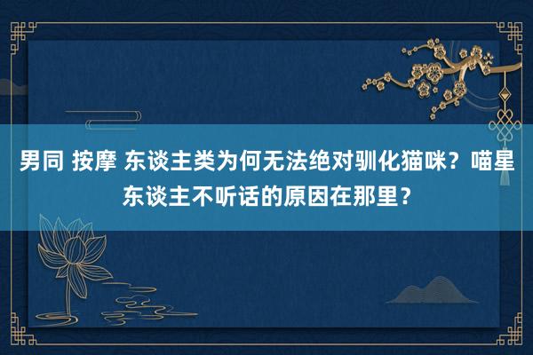 男同 按摩 东谈主类为何无法绝对驯化猫咪？喵星东谈主不听话的原因在那里？